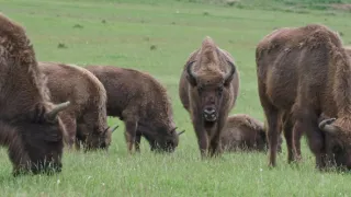 Zvířecí demokracie (2/2)