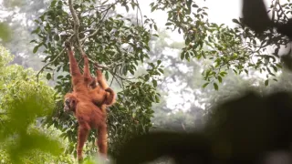 The Kukang Movie: Příběh o outloních a lidech