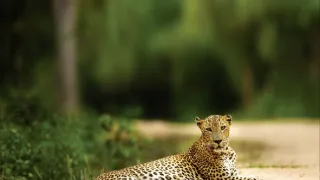 Srí Lanka - levharti z Yaly