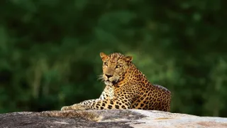 Srí Lanka - levharti z Yaly