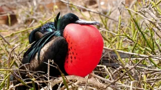 Galapágy: Na konci světa (3)