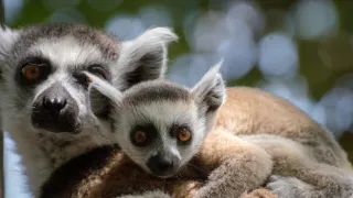 Úžasné zvieracie rodiny (4/10)