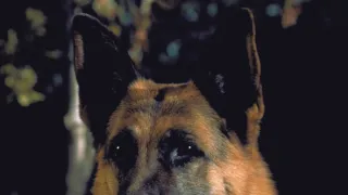 K-911
