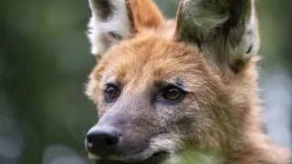 Zázračná planeta: Psovité šelmy v divočině (3/3)