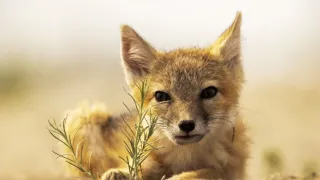 Zázračná planeta: Psovité šelmy v divočině (2/3)