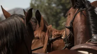 Yellowstone (8/9)