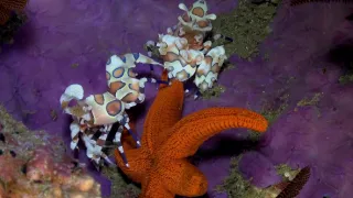 Podmořské divy Afriky (3)