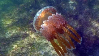 Podmořské divy Afriky (3)