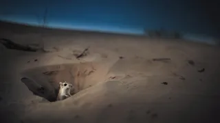 Zázračná planeta: Savci (1/6)