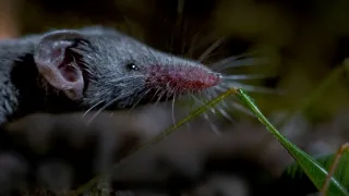Zázračná planeta: Savci (1/6)