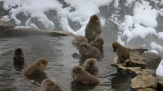 Dešifrování zvířecí řeči (1)