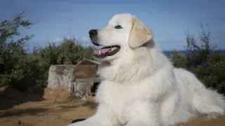 Chlupáč Oddy a tučňáci