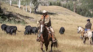 Yellowstone II (1/10)