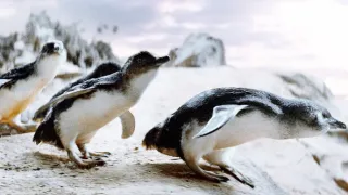 Chlupáč Oddy a tučňáci