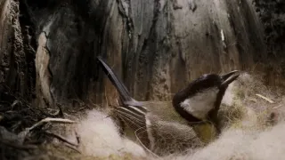 Tajný život sýkorek