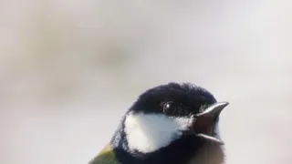 Tajný život sýkorek