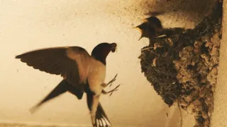 Kráľovstvo divočiny: Príroda v Tokiu - leto