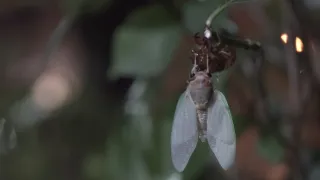 Kráľovstvo divočiny: Príroda v Tokiu - leto