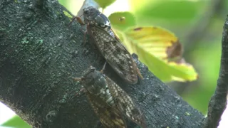 Kráľovstvo divočiny: Príroda v Tokiu - leto