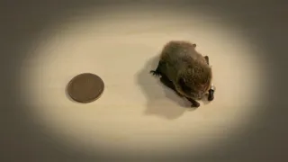 Kráľovstvo divočiny: Príroda v Tokiu - leto