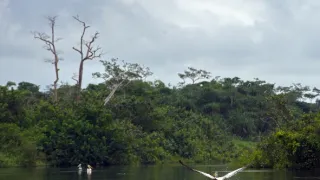 Gorily v Gabonu: Kamaya a jeho rodina