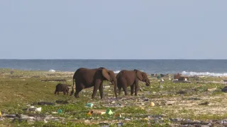 Gorily v Gabonu: Kamaya a jeho rodina