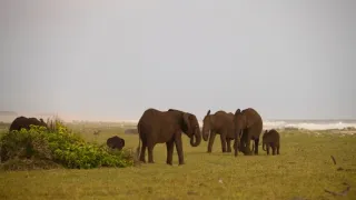 Gorily v Gabonu: Kamaya a jeho rodina