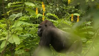 Gorily v Gabonu: Kamaya a jeho rodina
