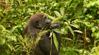 Gorily v Gabonu: Kamaya a jeho rodina