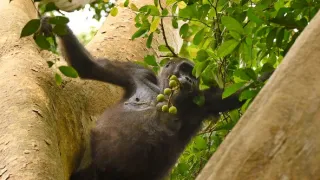 Gorily v Gabonu: Kamaya a jeho rodina