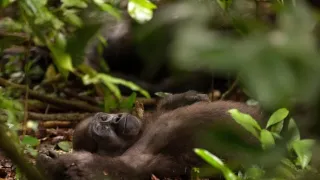 Gorily v Gabonu: Kamaya a jeho rodina