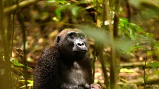 Gorily v Gabonu: Kamaya a jeho rodina