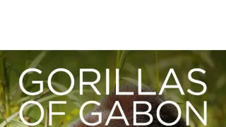 Gorily v Gabonu: Kamaya a jeho rodina