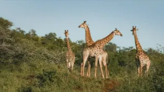 Thabo a případ Nosorožec