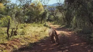 Thabo a případ Nosorožec