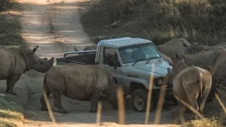 Thabo a případ Nosorožec