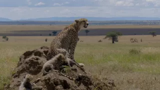 Samce verzus samice (1/3)