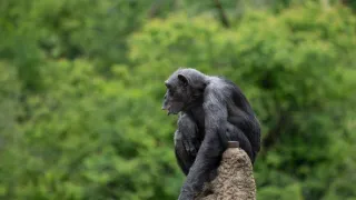 Africká abeceda