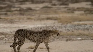 Africká abeceda