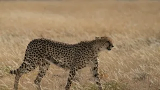 Africká abeceda