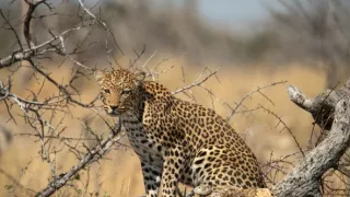 Africká abeceda