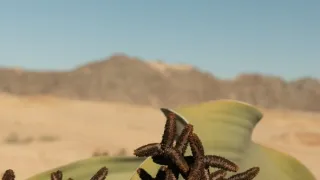 Africká abeceda
