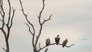 Africká abeceda