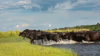 Africká abeceda