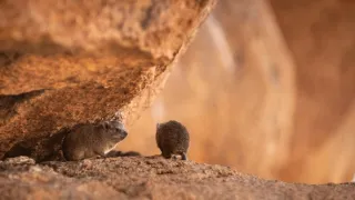 Africká abeceda