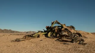 Africká abeceda