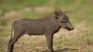 Africká abeceda