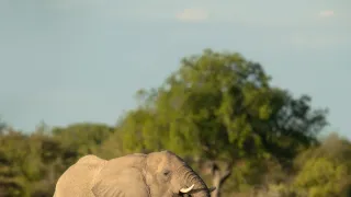 Africká abeceda