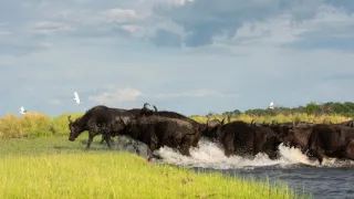 Africká abeceda