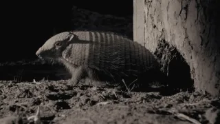 Zázračná planeta: Savci (1/6)